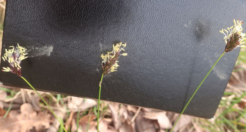 Sesleria caerulea_2026-03-20.jpg
