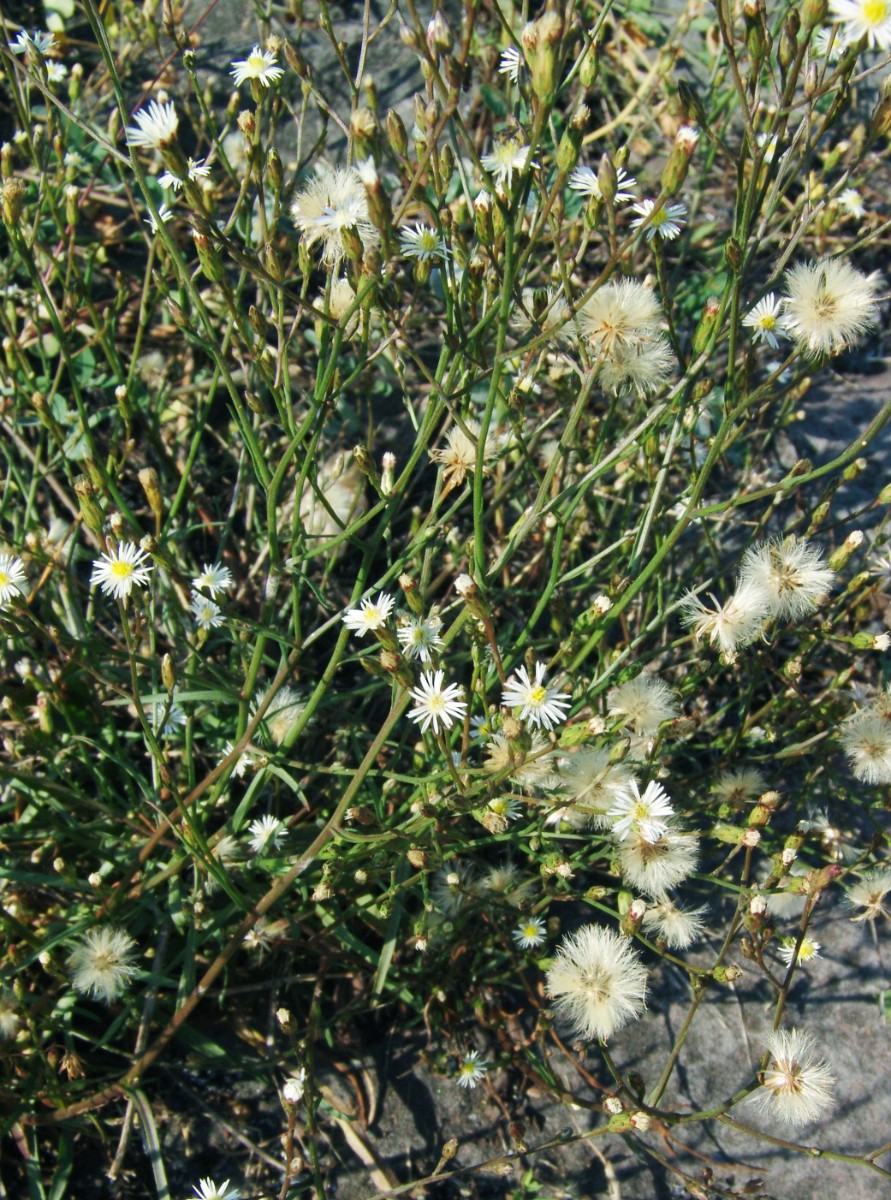 Symphyotrichum squamatum MA S Rheinrottstr G18.jpg