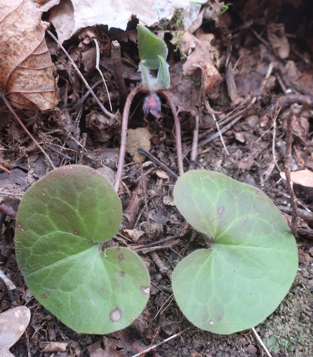 Asarum europaeum_2026-03-20.jpg