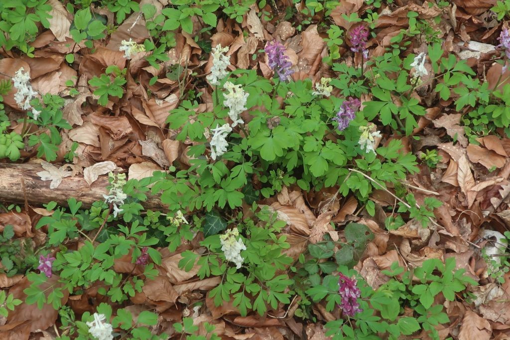 Corydalis cava_2026-03-20.jpg