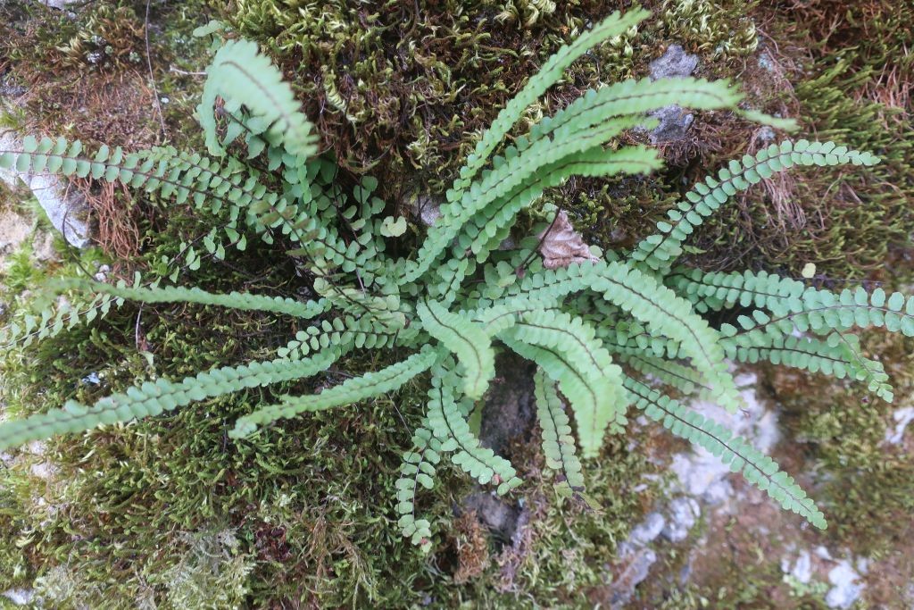 Asplenium trichomans ssp quadrivalens_2026-03-20.jpg