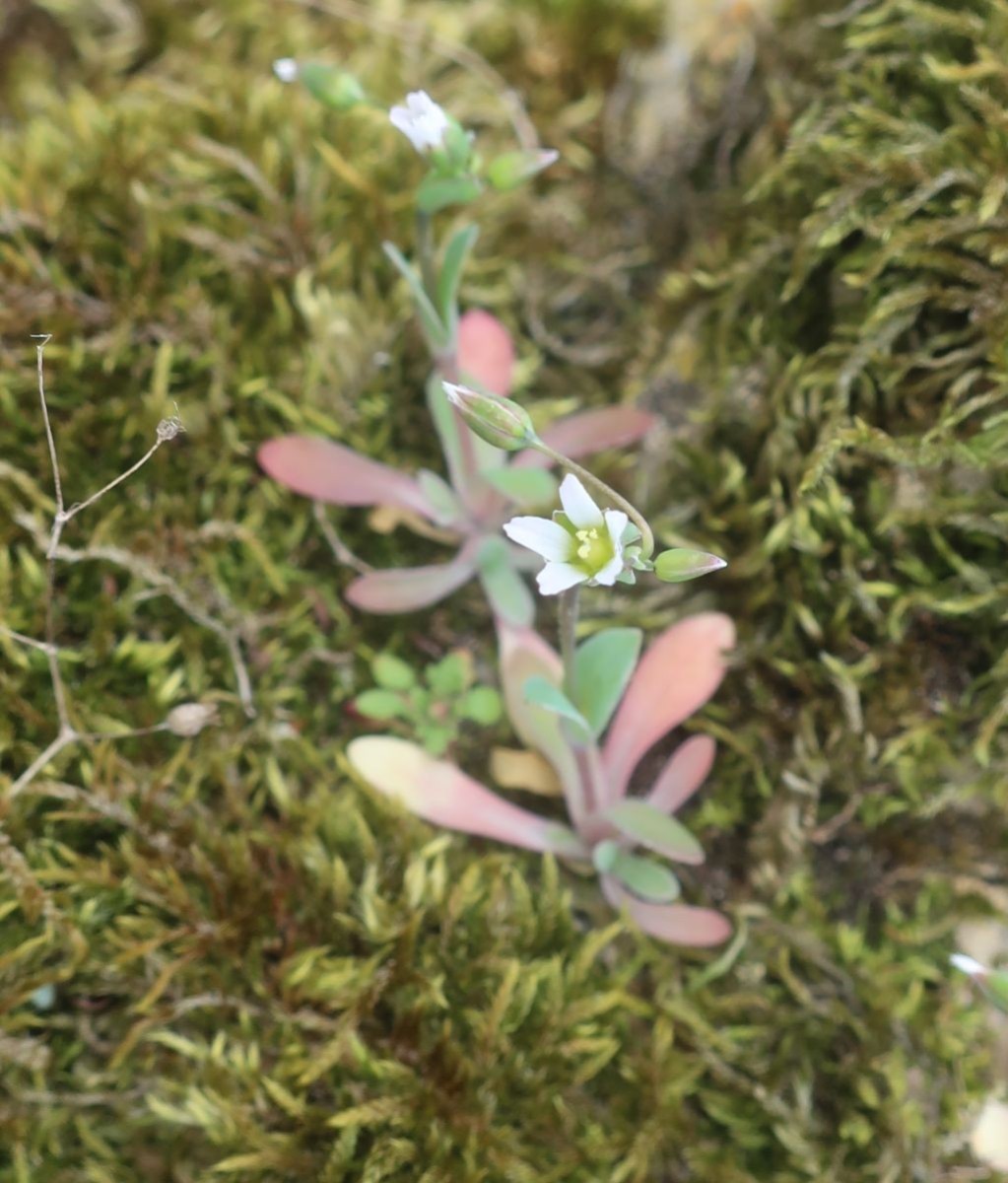 Holosteum umbellatum_2026-03-20.jpg