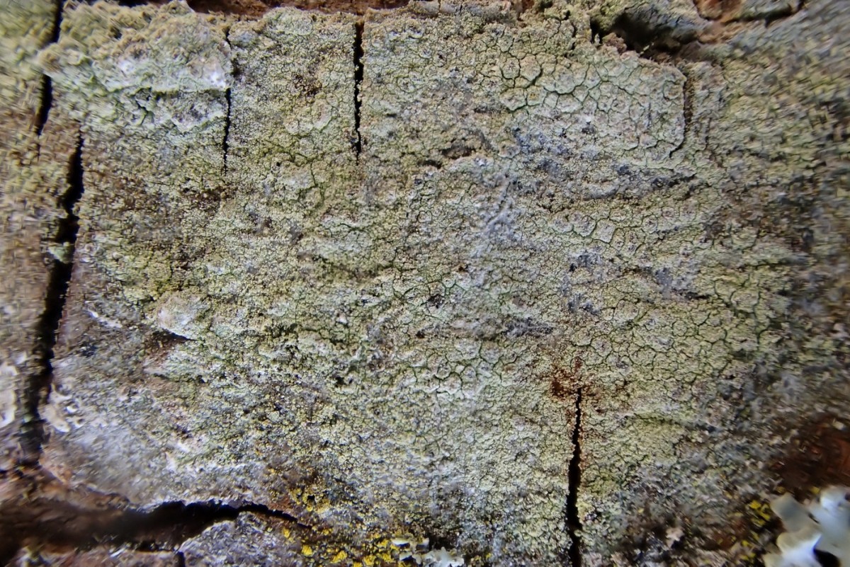 k-Lecanora_01.JPG
