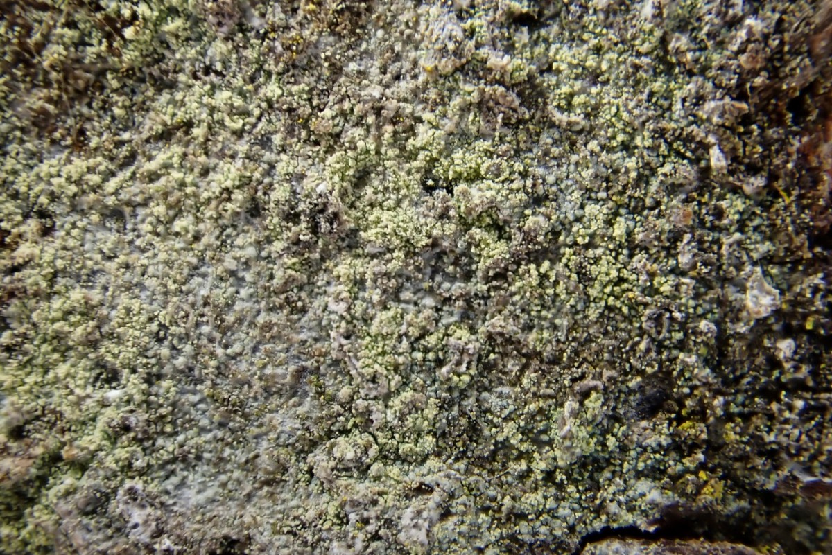 k-Lecanora_03.jpg