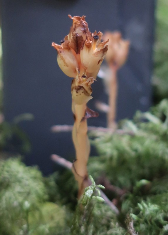 2022-07-08_Hypopitys monotropa 8_Inninger Heide.jpg