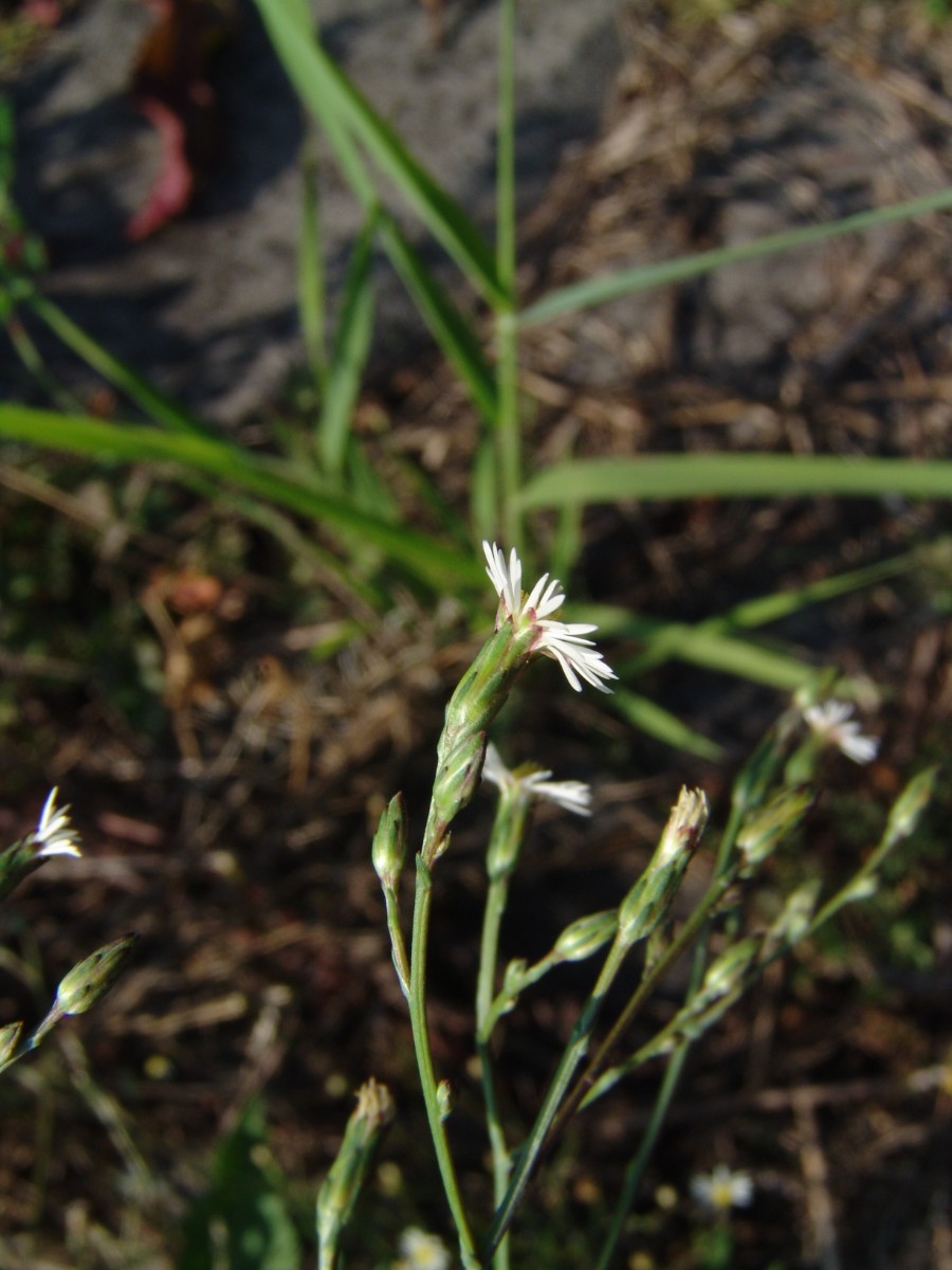 Symphyotrichum squamatum MA S Rheinrottstr G25.jpg