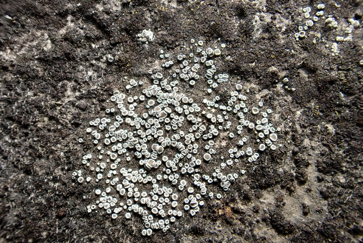 k-Lecanora_01.jpg