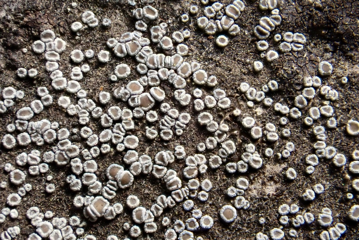 k-Lecanora_02.jpg