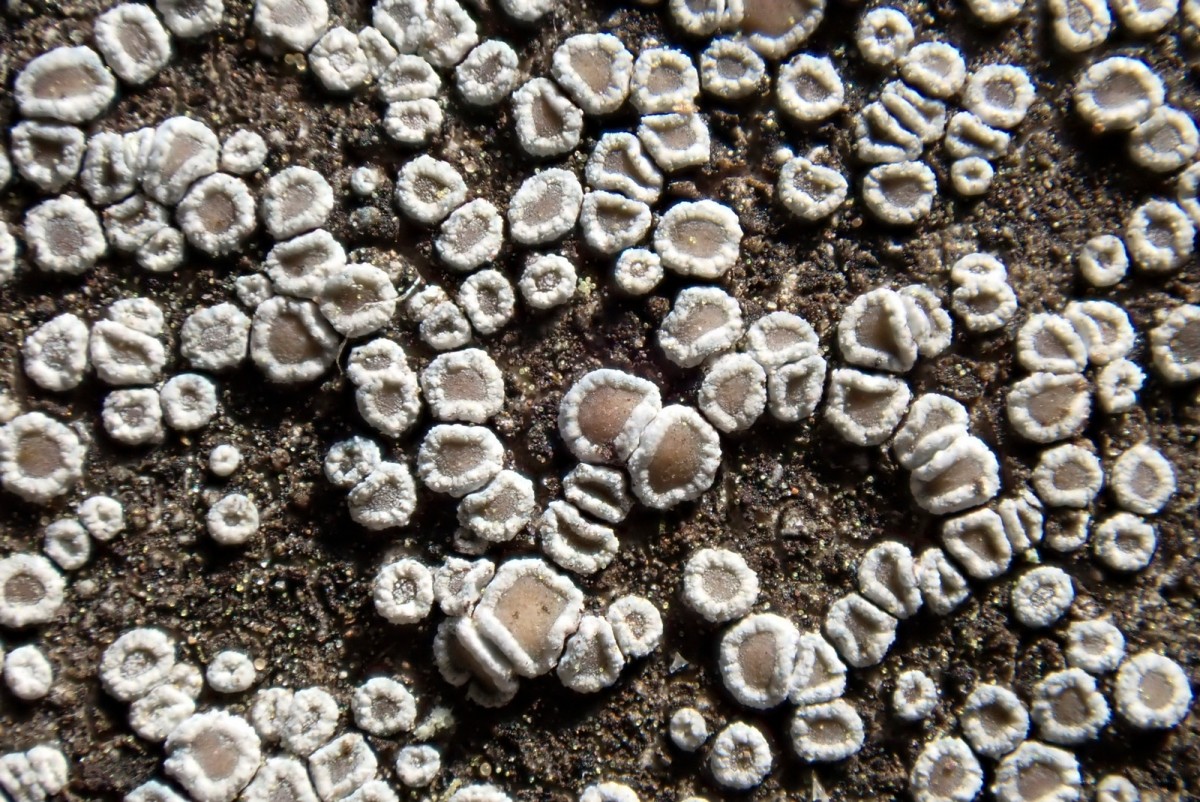 k-Lecanora_03.jpg