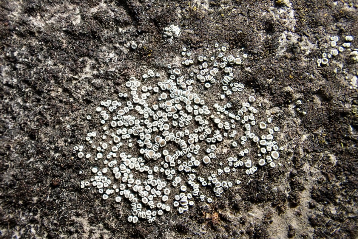 k-Lecanora_04.jpg