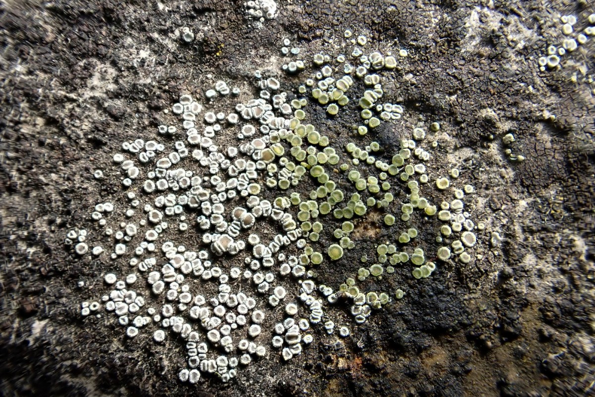 k-Lecanora_05.jpg