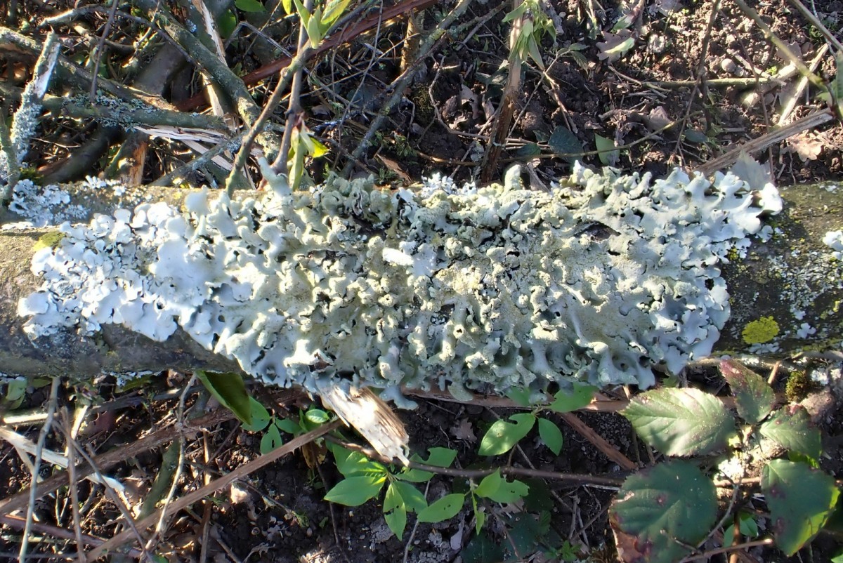 k-Hypotrachyna revoluta_01.jpg