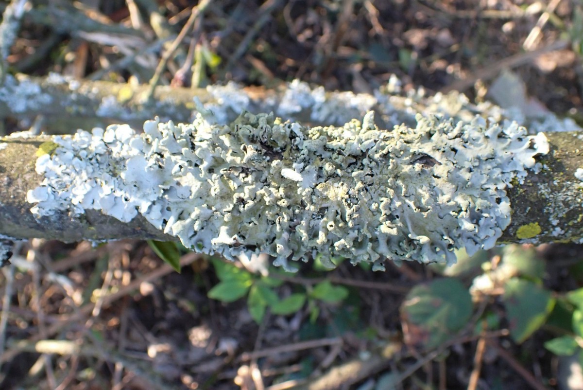 k-Hypotrachyna revoluta_02.jpg