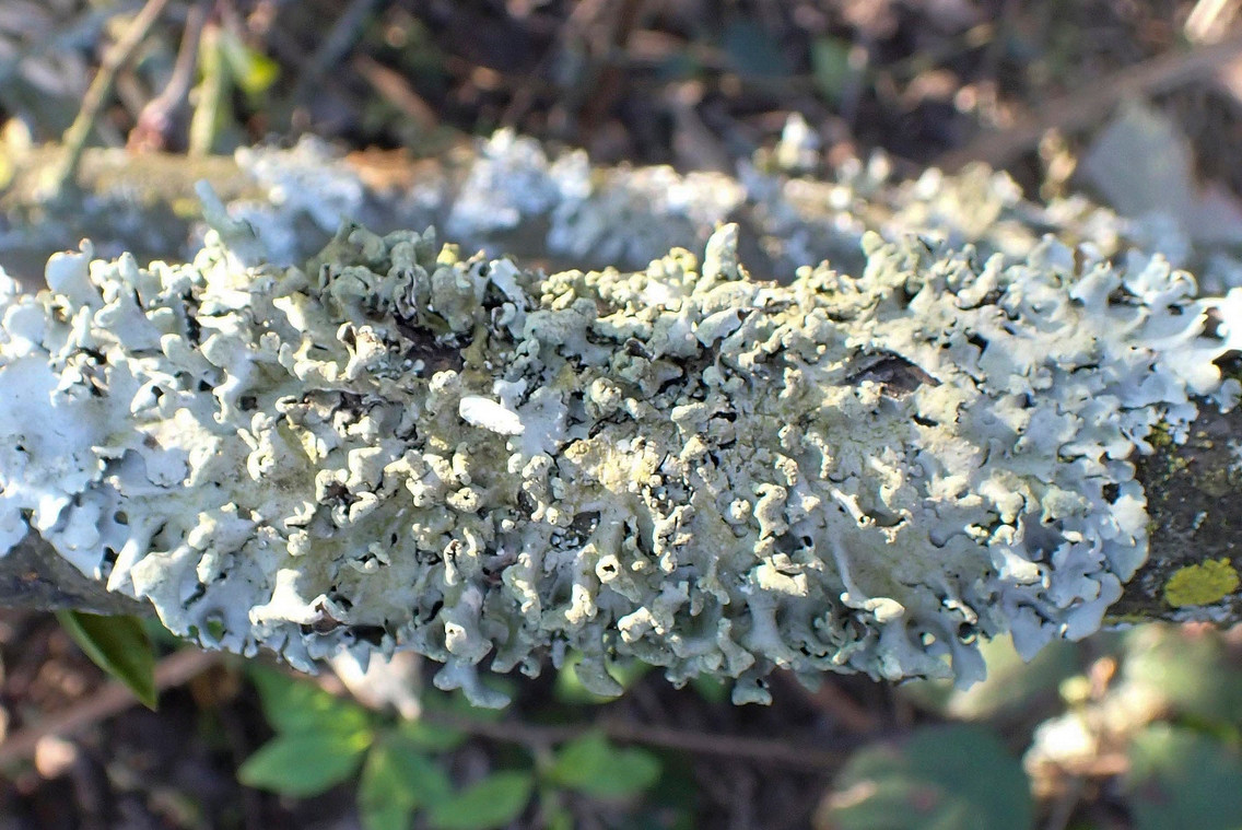 k-Hypotrachyna revoluta_03.jpg