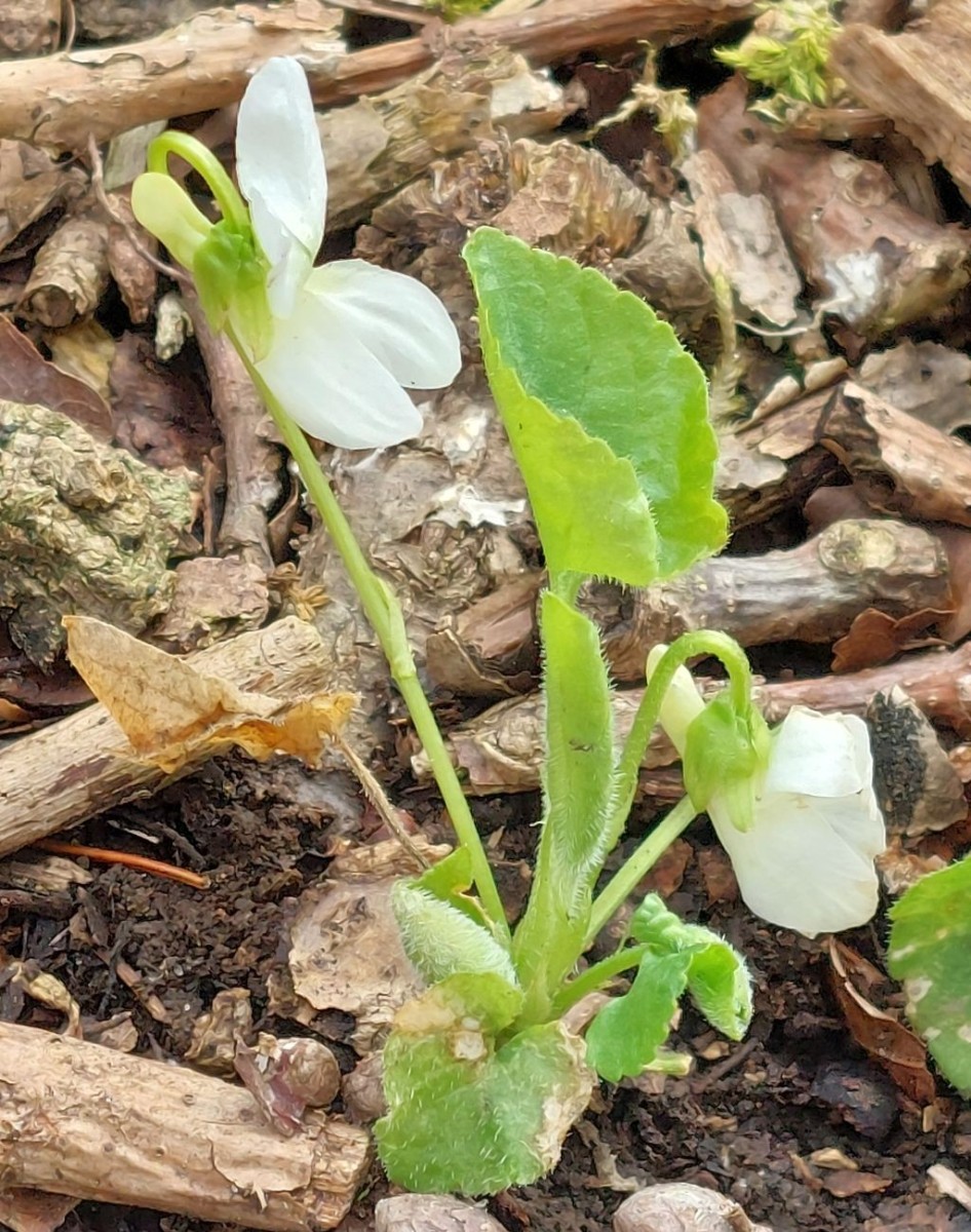 Die Art ist dieses Jahr wohl noch eher am Beginn der Blüte. Größere Trupps wie in besagtem Aufsatz waren nicht zu finden.