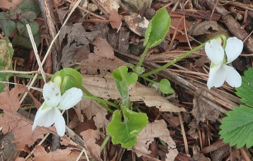 Aber es gab sie, zusammen mit Viola hirta und Viola reichenbachiana.