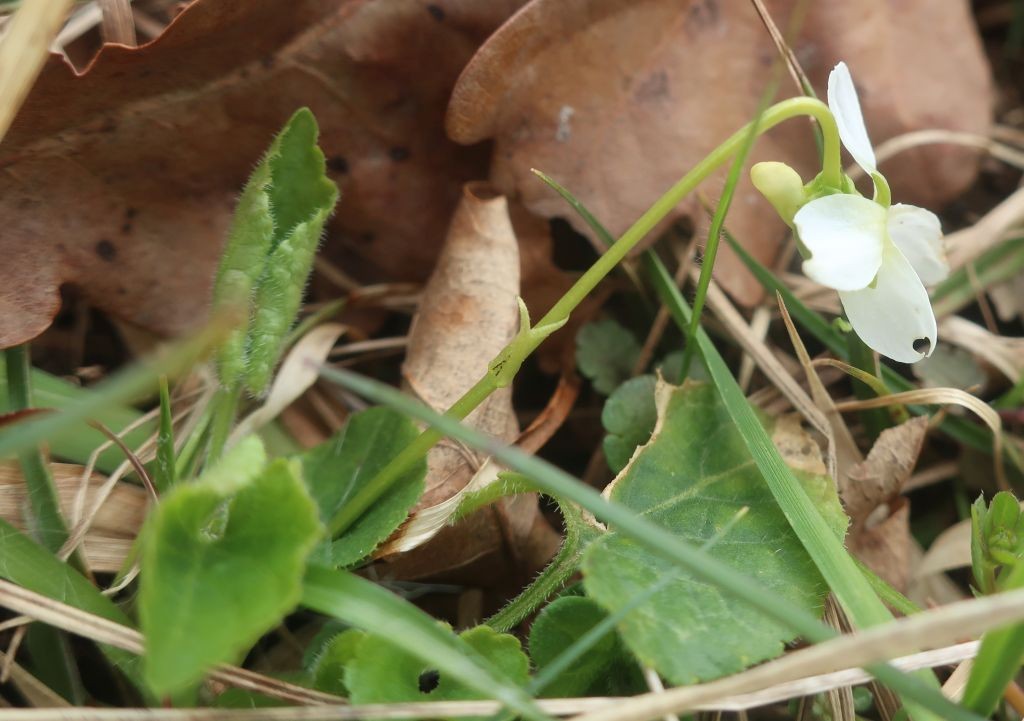 Meist im Magerrasen unter solitären Eichen und Buchen
