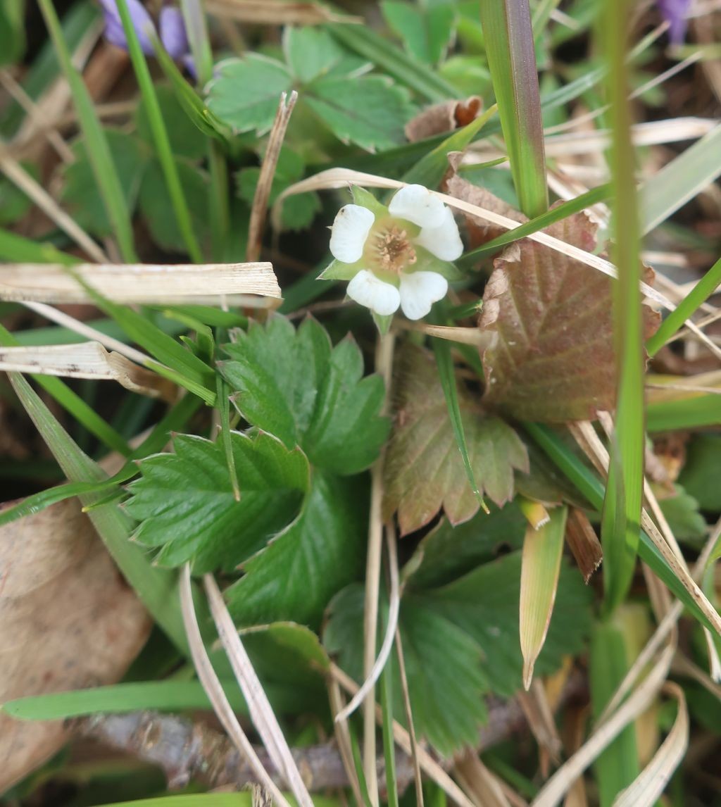 Oft vergesellschaftet mit Potentilla sterilis