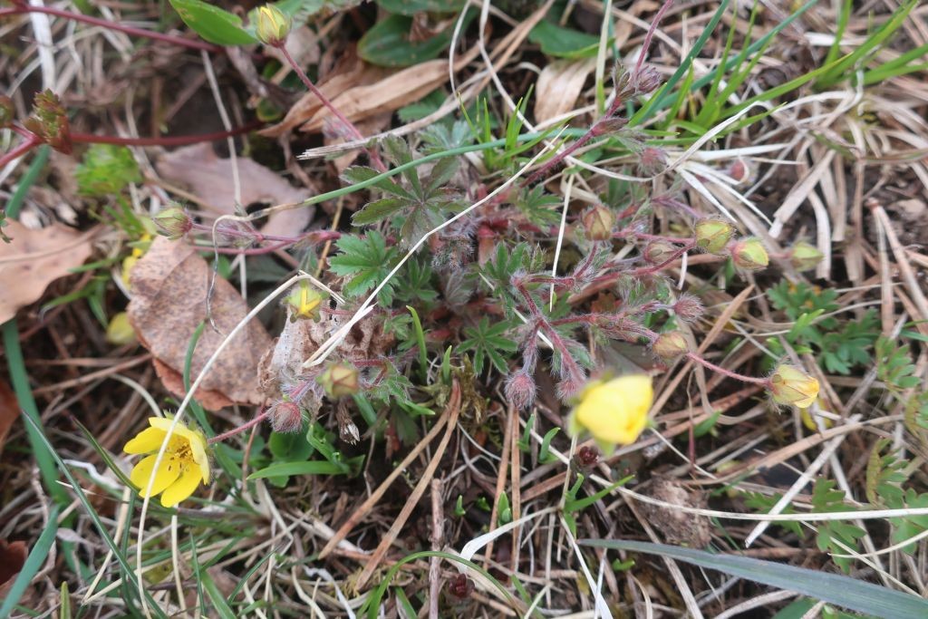 Eine zweite Fingerkraut-Art blühte am Hang.