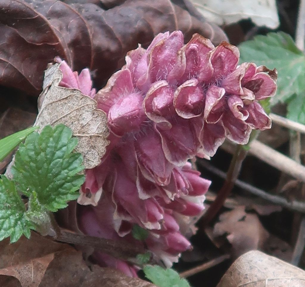 Die Schuppenwurz zeigte sich dort, wo es neben Baumstümpfen etwas lichter war.