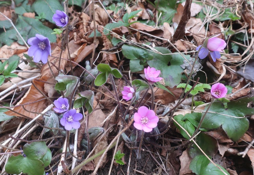 Farbspektrum der Leberblümchen-Blüte: blau und rosa ...