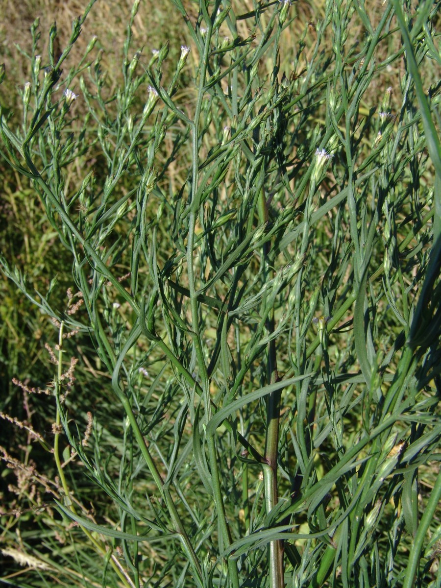 Symphyotrichum subulatum DE Saltmarsh BroadkillBeach G03.jpg