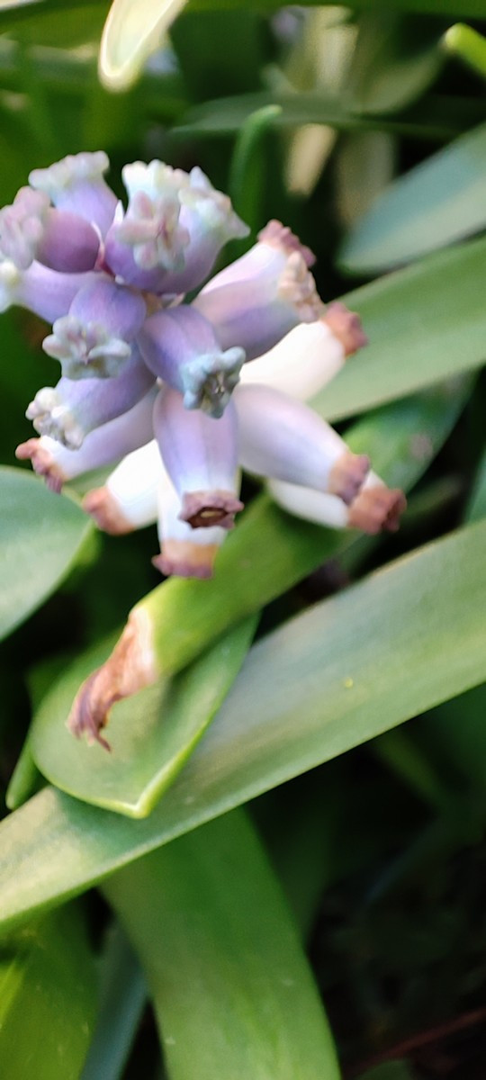 Blüten Makro