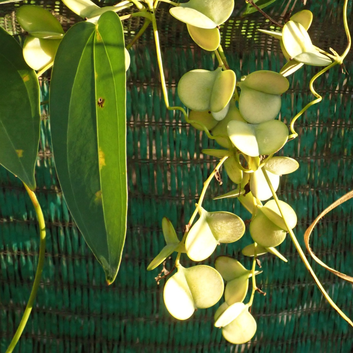 Dioscorea-a_Krabi 2020.jpg