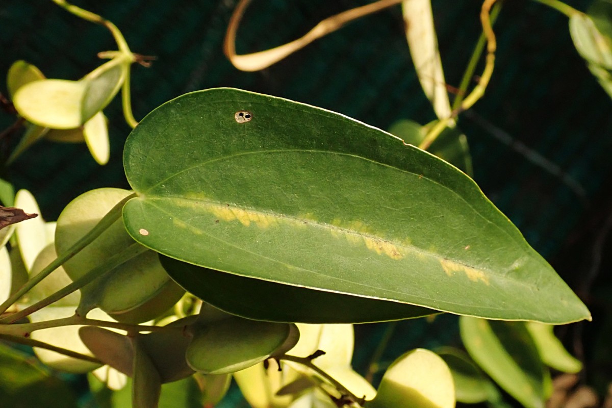 Dioscorea-b_Krabi 2020.jpg