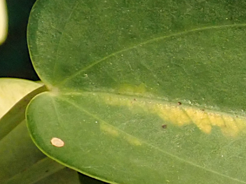 Dioscorea-c_Krabi 2020.jpg