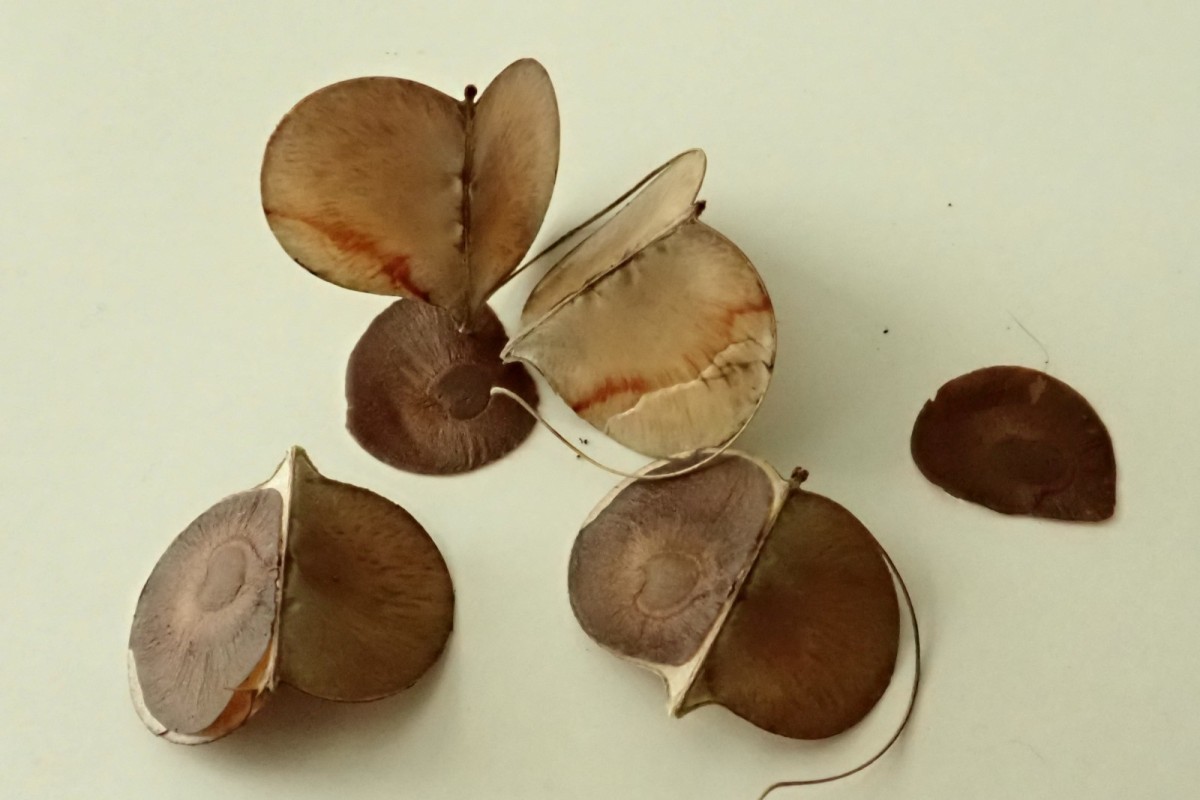 Dioscorea-e_Trockene Früchte_April 2020.jpg