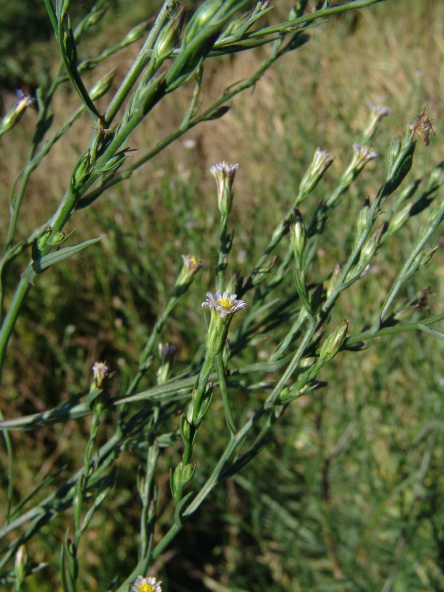 Symphyotrichum subulatum DE Saltmarsh BroadkillBeach G04.jpg