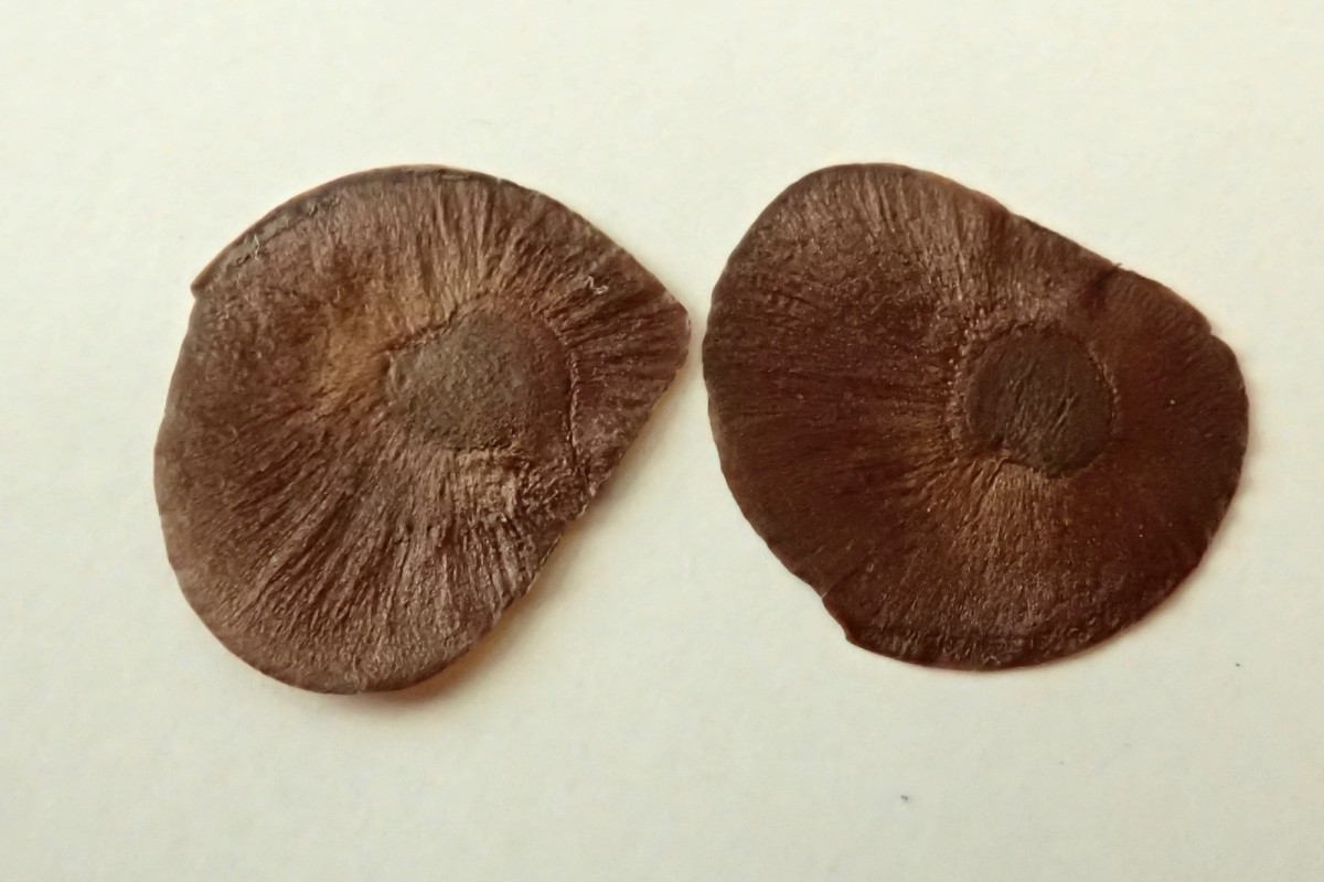 Dioscorea-g Samen.jpg