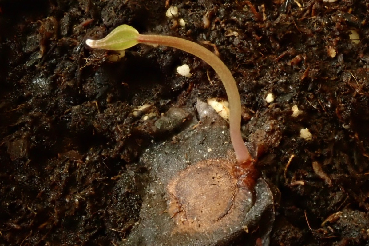 Dioscorea-h_Keimling Mai 2020.jpg