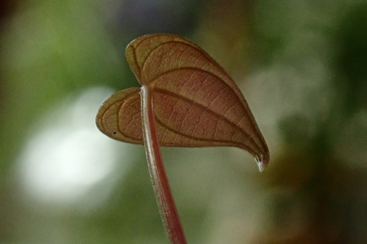Dioscorea-i_erstes Blatt_Mai 2020.jpg