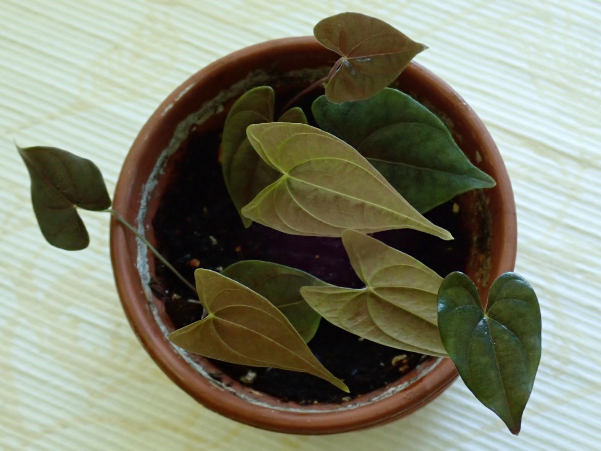 Dioscorea-j_Ende Mai 2020.jpg