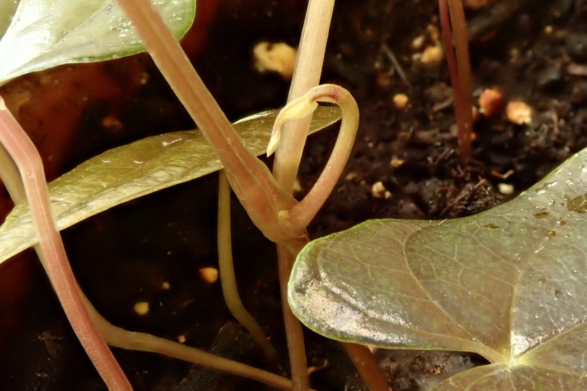 Dioscorea-k_Juni 2020.jpg