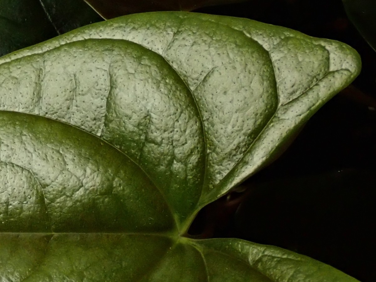 Dioscorea-l_Juni 2020.jpg