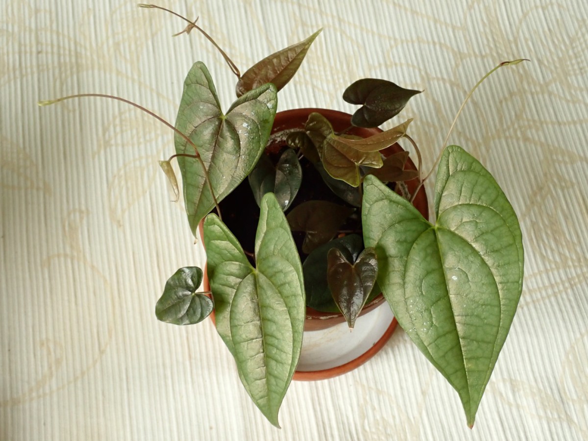 Dioscorea-m_Juni 2020.jpg