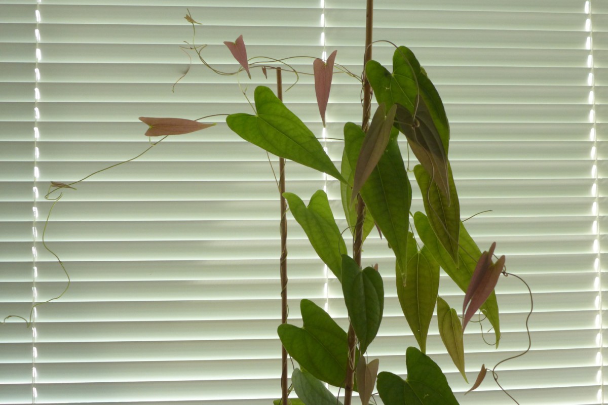 Dioscorea-n_Juli 2020.jpg