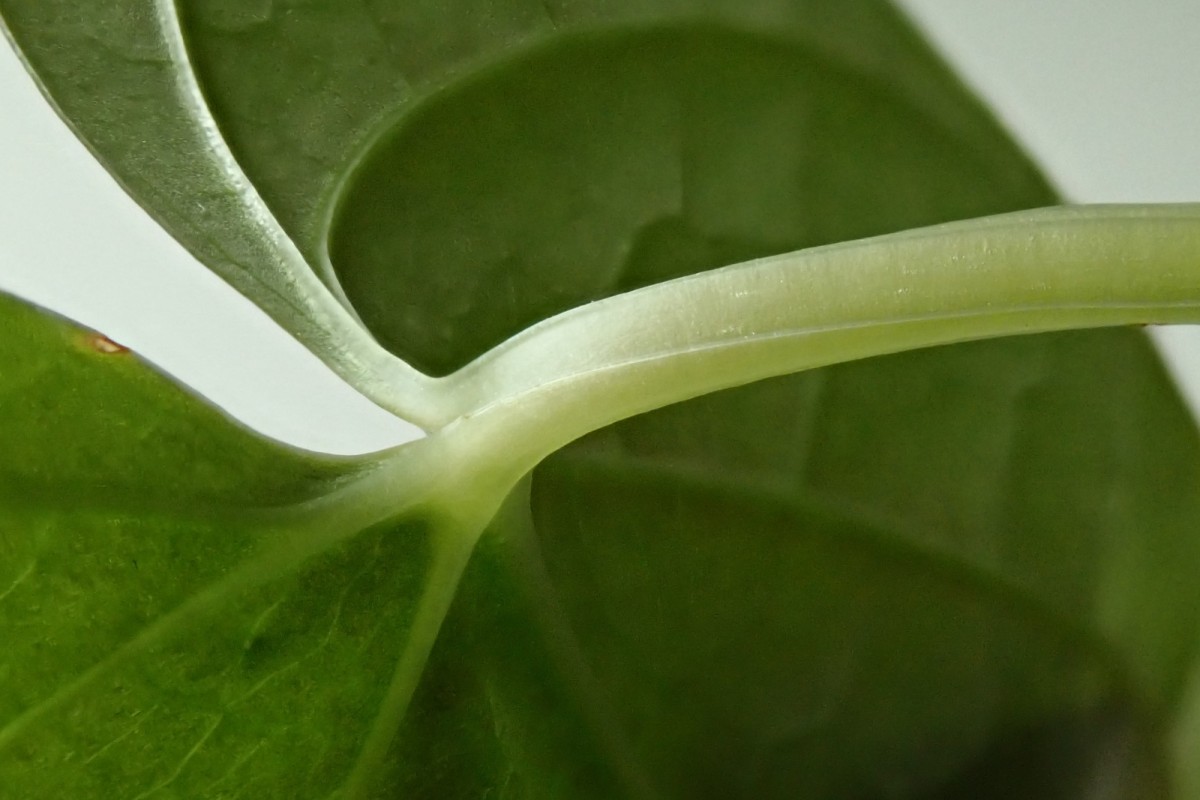 Dioscorea-p_August 2020.jpg