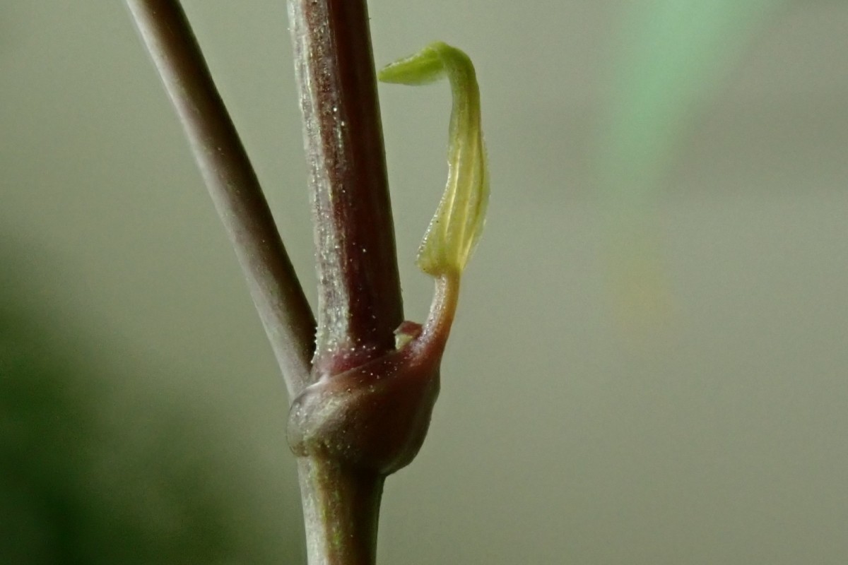 Dioscorea-q_August 2020.jpg