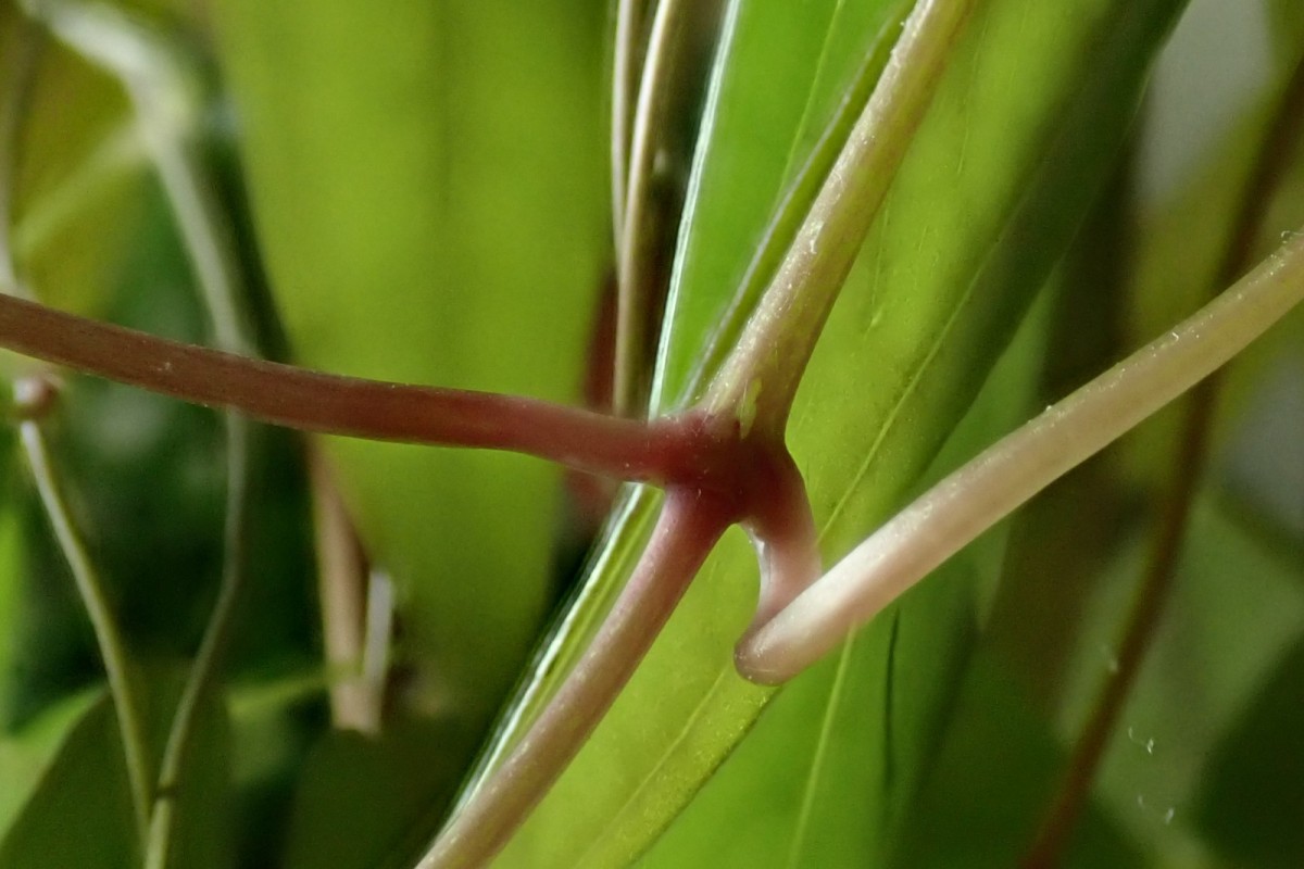 Dioscorea-r_August 2020.jpg