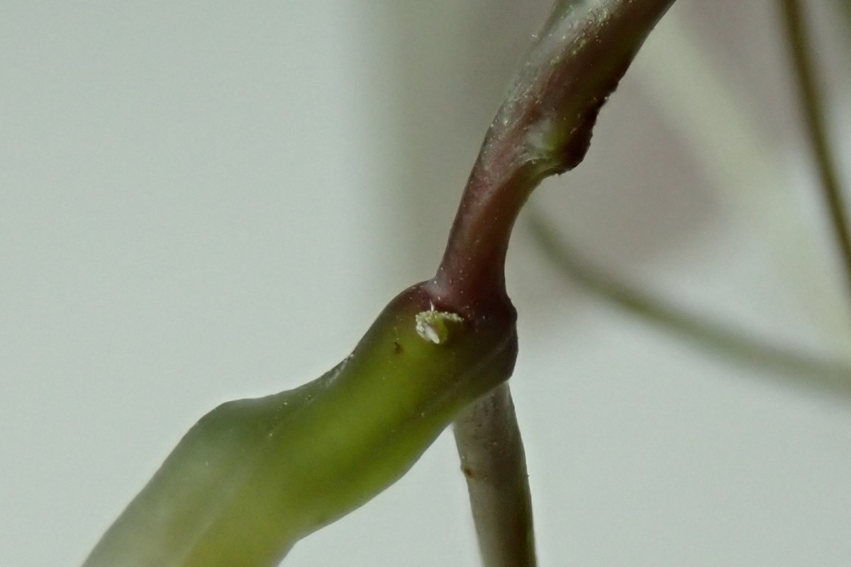 Dioscorea-s_August 2020.jpg