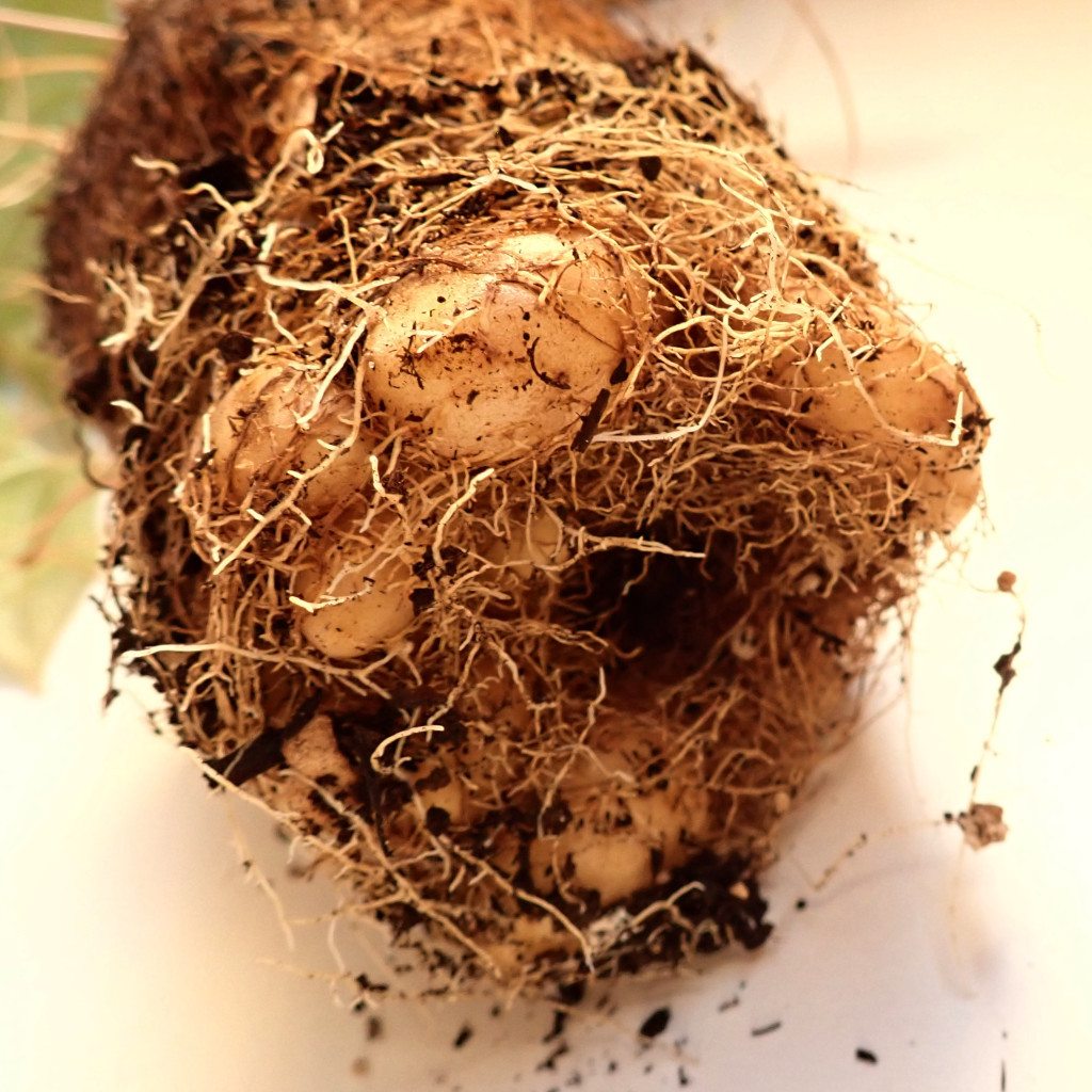 Dioscorea-t_März 2021.jpg