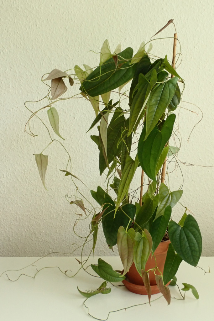 Dioscorea-u_Mai 2022.jpg