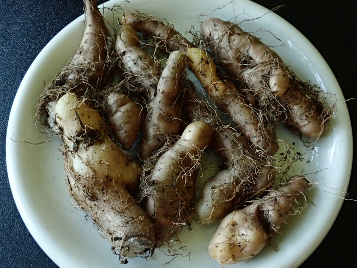 Dioscorea-v_Tuber_April 2026.jpg