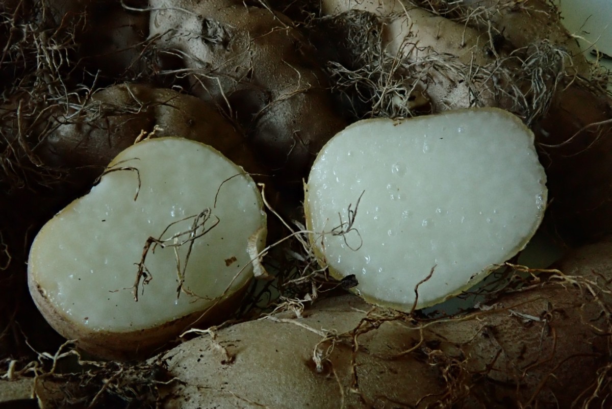 Dioscorea-w_Tuber_April 2026.jpg