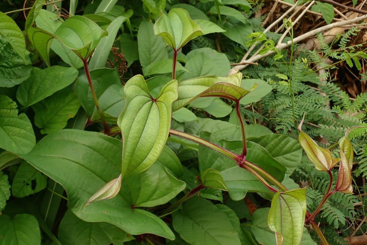 Dioscorea alata-a.jpg
