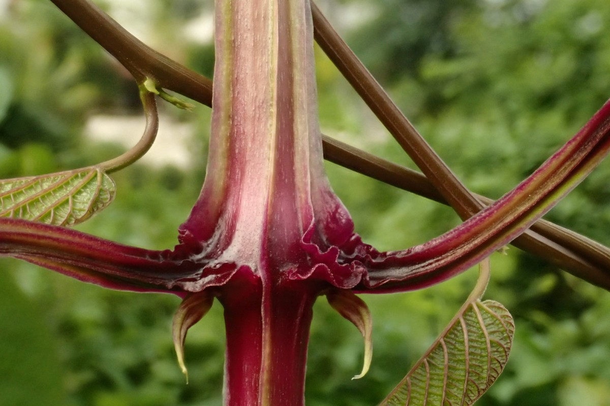 Dioscorea alata-b.jpg